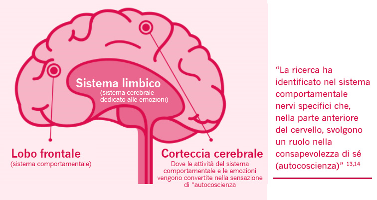 Nervi specifici del sistema comportamentale fondamentali per l'autoconscienza